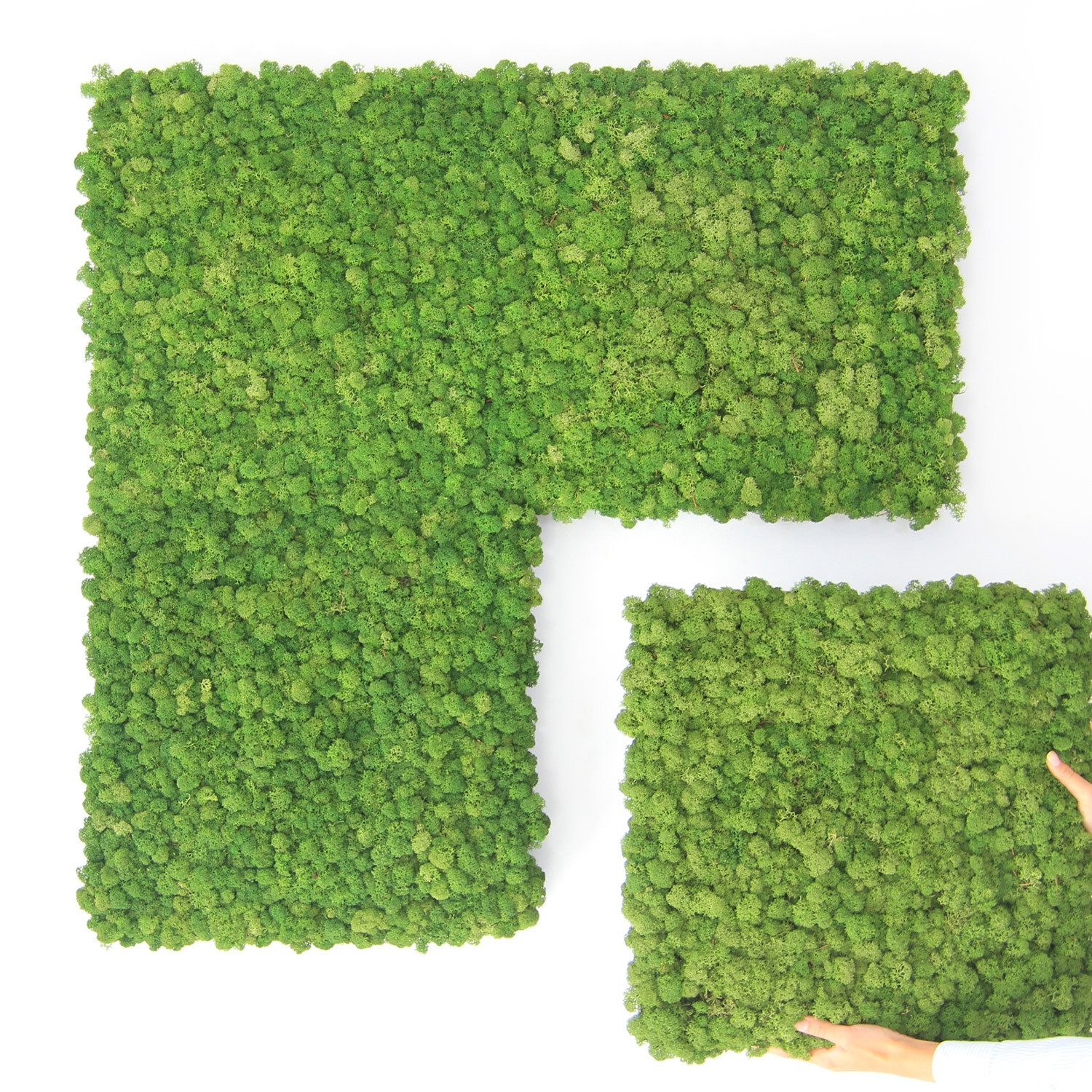 Nordgröna Moss Convex
